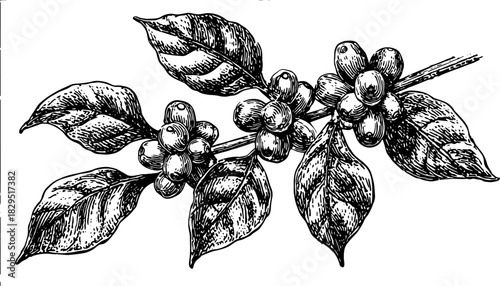 Vintage coffee beans branch with leaves in black and white. Detailed vector illustration of botanical elements in a set.