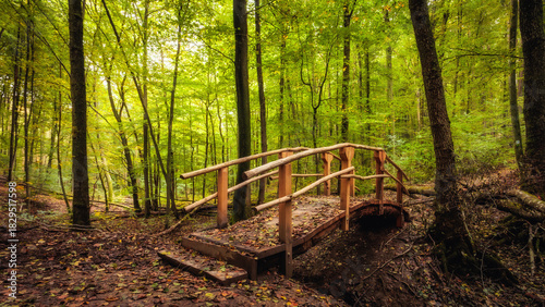 Goldener Herbstwald in Deutschland