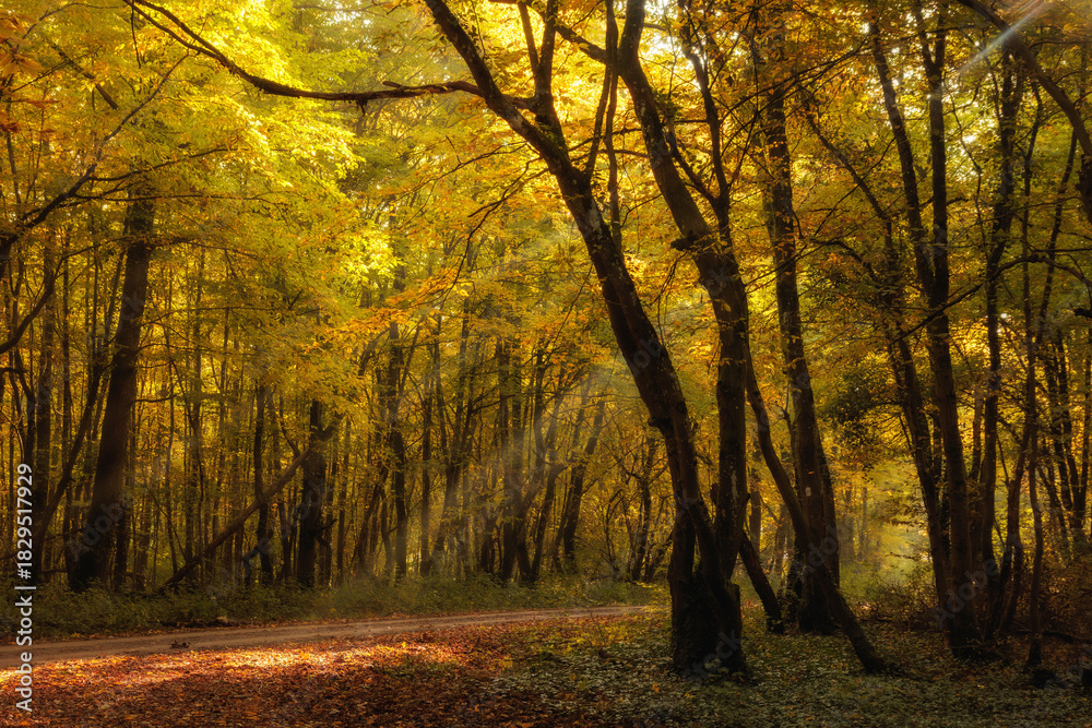 Fototapeta premium Goldener Herbstwald in Deutschland