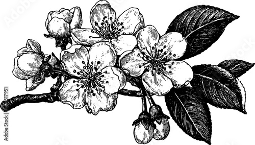 Black and white outline of a flowering branch. Vintage engraving vector illustration with botanical details for decorative uses.