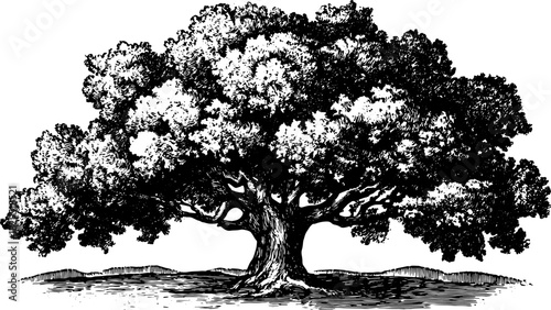 Black and white tree outline vector illustration. Vintage drawing depicting nature's beauty in a simple and detailed style.