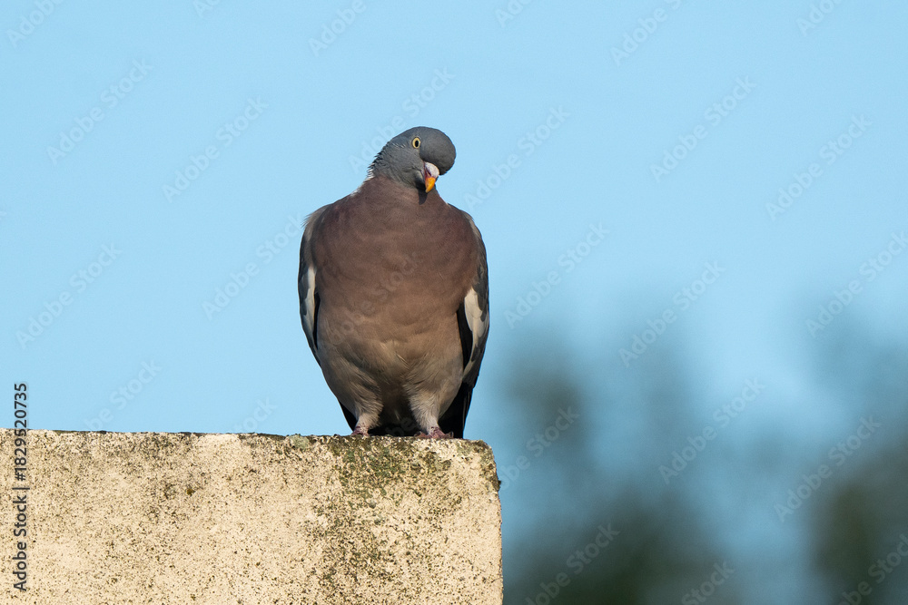 Obraz premium Pigeon ramier