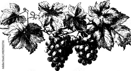 Vintage engraving of grapes and leaves in a detailed black line drawing. This botanical illustration emphasizes the classic nature style in a vector set.