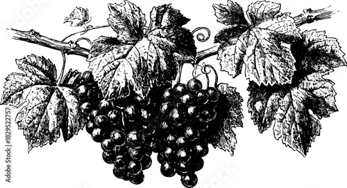 Vintage engraving of grapes and leaves in black and white. Hand-drawn vector illustration depicting a natural botanical set.