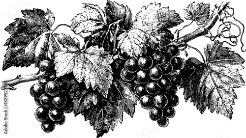 Vintage engraving of grapes with leaves. A detailed vector illustration showcasing classic botanical design in a set.