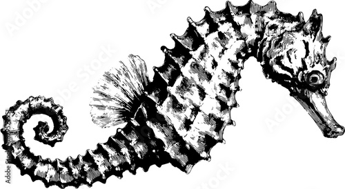 Detailed seahorse engraving in vintage style. Black outline drawing showcases nature's intricate design in this vector illustration.