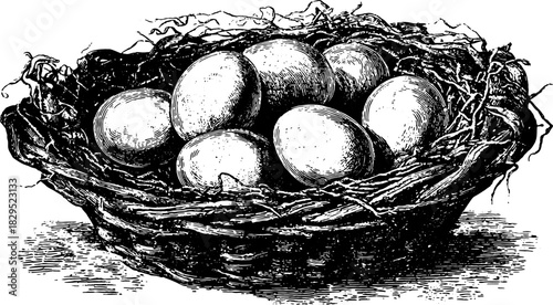 Engraving of eggs in a nest. Detailed black outline drawing, suitable for decorative purposes in vector illustration.