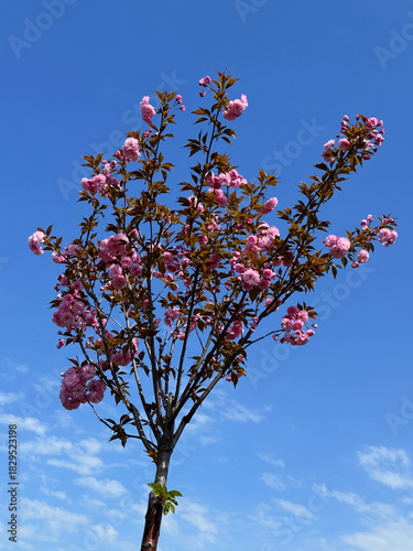 Blooming sakura tree cherry blossom on blue sky.