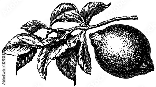 Vintage lemon drawing with detailed line work and leaves. Black and white vector illustration features realistic botanical elements.