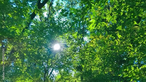 緑の森　太陽光