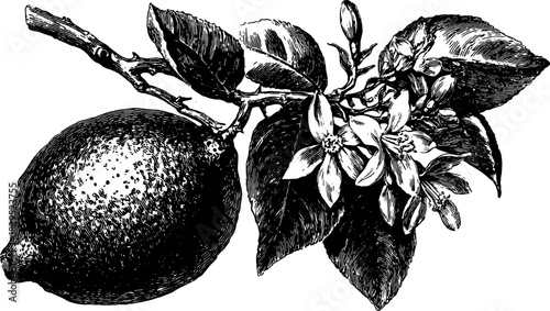 Lemon branch with flowers and leaves in black and white outline style. Detailed vintage vector illustration with botanical elements.