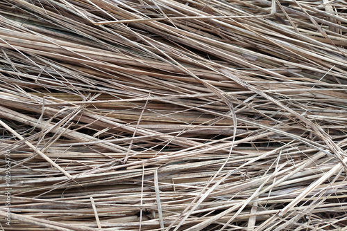 Dry grass. Texture of dried grass stems, background.