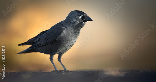 Jackdaw Corvus monedula walks through the grass looking for food.
