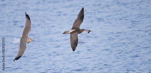 A Numenius arquata flies with food and is chased into the air by a seagull Larus who wants to take it from it.