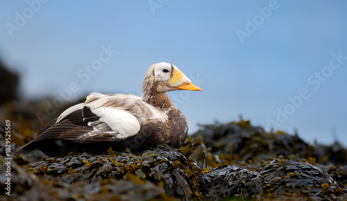 Spectacled Eider Somateria fischeri very rarely found in Europe in the Netherlands near the island of Texel.