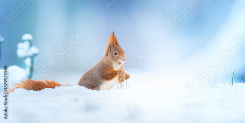 Squirrel sitting in a tree in winter and looking for food.