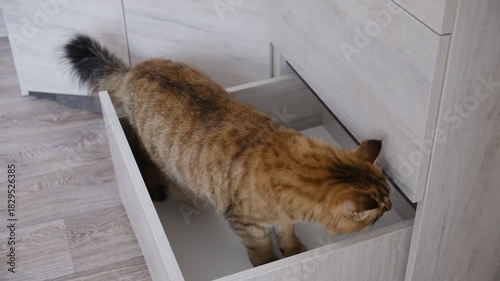 Cute fluffy calico cat exploring cabinet, closet in the living room. Curious domestic cat, That likely lad can turn the calmest day into a whirlwind of excitement