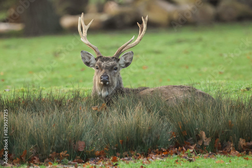 A magnificent stag Manchurian Sika Deer, Cervus nippon mantchuricus, lying down in a meadow.