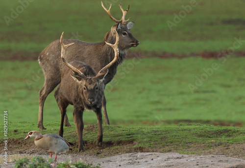 Two magnificent stag Manchurian Sika Deers, Cervus nippon mantchuricus, standing next to each other in a meadow during the rutting season.