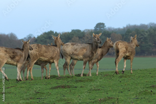 Magnificent Père David's Deers, Elaphurus davidianus, standing in field looking.