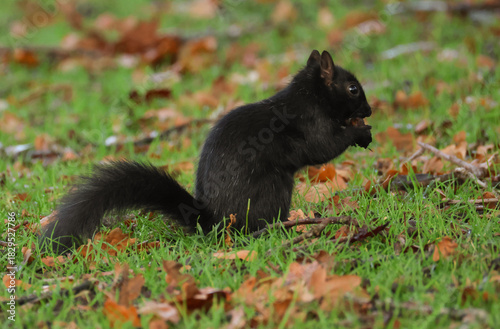 A rare Black Grey Squirrel, Sciurus carolinensis, foraging for food in a wooded area.