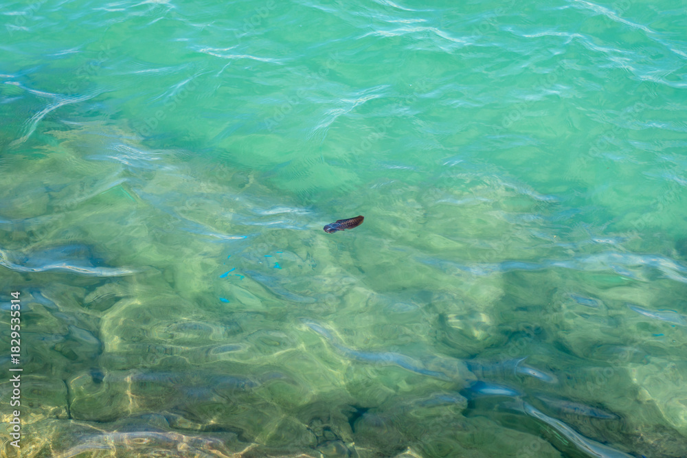 Fototapeta premium fish swimming in the sea