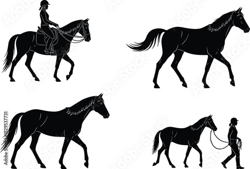 Silhouette collection of horses walking, trotting, and being ridden by a rider and handler in equestrian training scenes, isolated vector artwork
