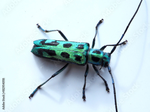 ハンノアオカミキリ