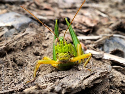 フキバッタの産卵