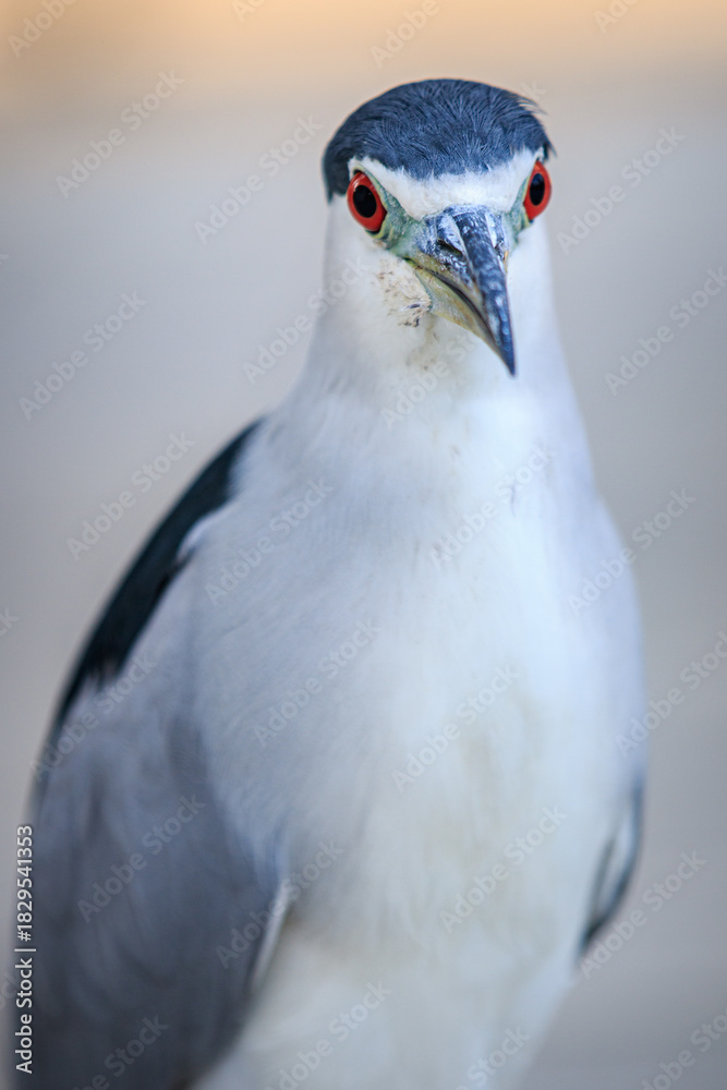 Fototapeta premium Black and White Wading Bird Portrait with Red Eye