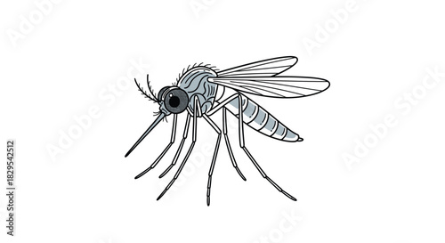 A detailed and anatomically correct illustration of a common mosquito insect shown from a side profile view on a white background.