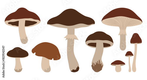 A collection of various wild mushrooms illustrated in a simple flat color style with different shapes and sizes on a white background.