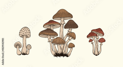 A beautiful set of detailed vintage-style illustrations of three different clusters of wild forest mushrooms.
