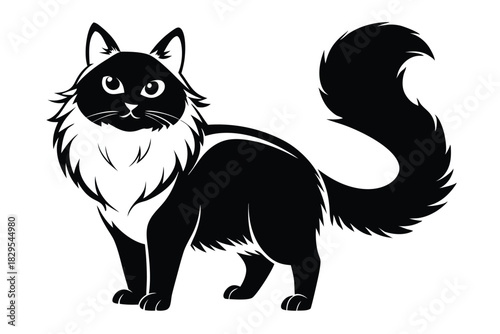 A black cat with a bushy tail is standing and looking forward on an isolated background