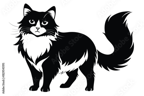 A fluffy black and white cat stands elegantly showcasing its long tail and whiskers