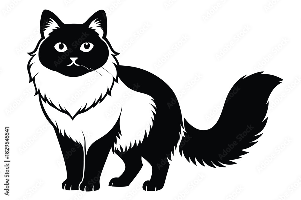 Obraz premium Elegant long haired cat stands gracefully with its luxurious black and white silhouette