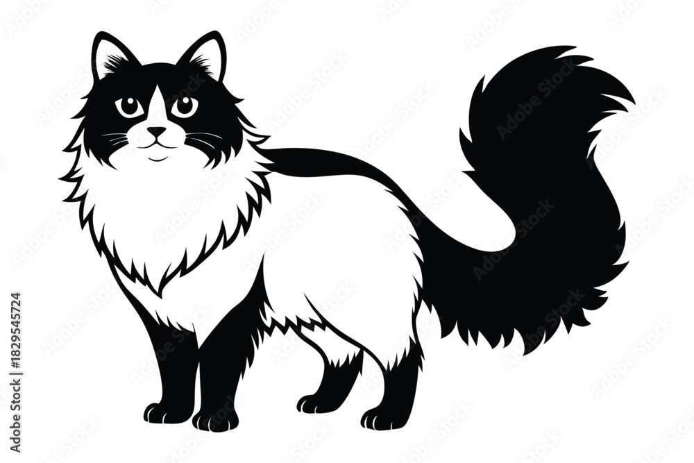 Fototapeta premium Fluffy bicolor cat gracefully stands displaying its charming white and black fur pattern