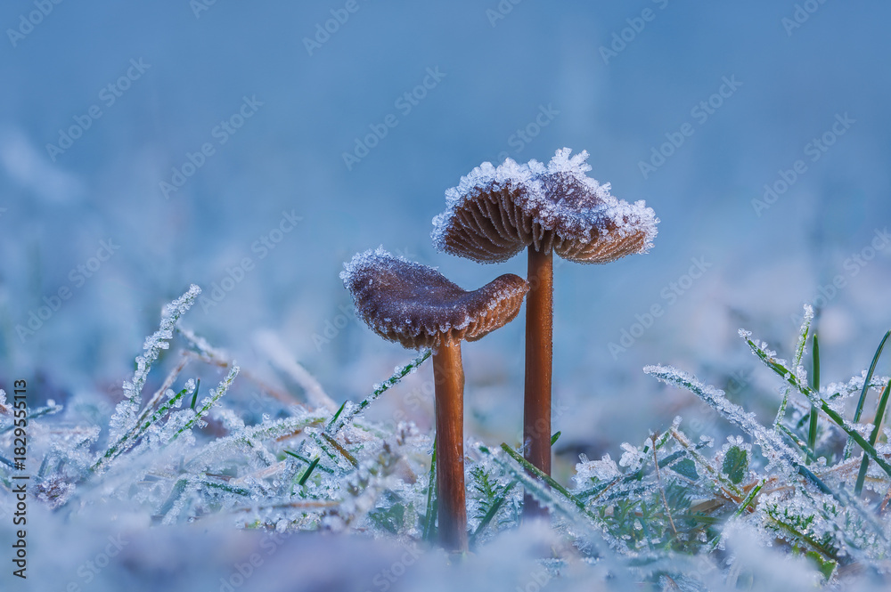 Fototapeta premium Frosted Mushroom in a Snowy Meadow, cold winter morning background