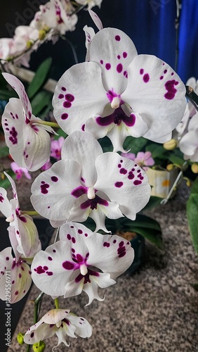 pink orchid flower