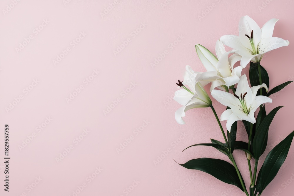 Fototapeta premium White lily flowers with dark green leaves on a soft pastel pink background, offering space for text or design