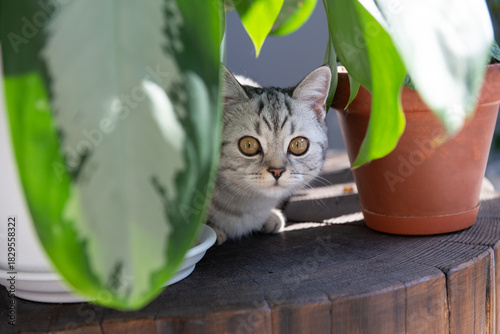 Gray tabby British kitten rests between houseplants on a wooden coffee table