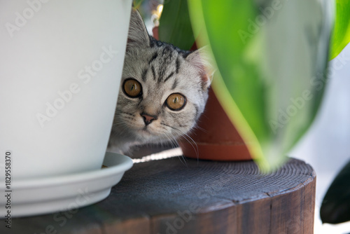 Gray tabby British kitten rests between houseplants on a wooden coffee table
