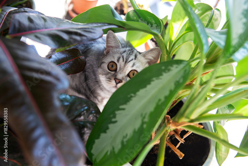 Gray tabby British kitten rests between houseplants on a wooden coffee table