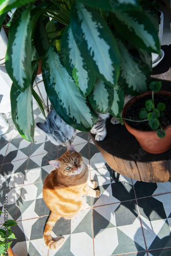 Two tabby cats gray and ginger rest and play between houseplants on a wooden coffee table