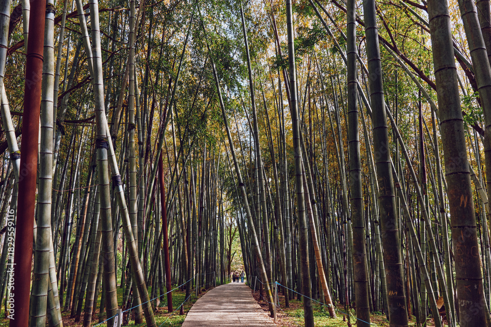 Fototapeta premium Bamboo forest path with wooden walkway and tall trees creating a green tunnel, nature trail perspective with distant people walking, serene outdoor scene and vertical trunks.