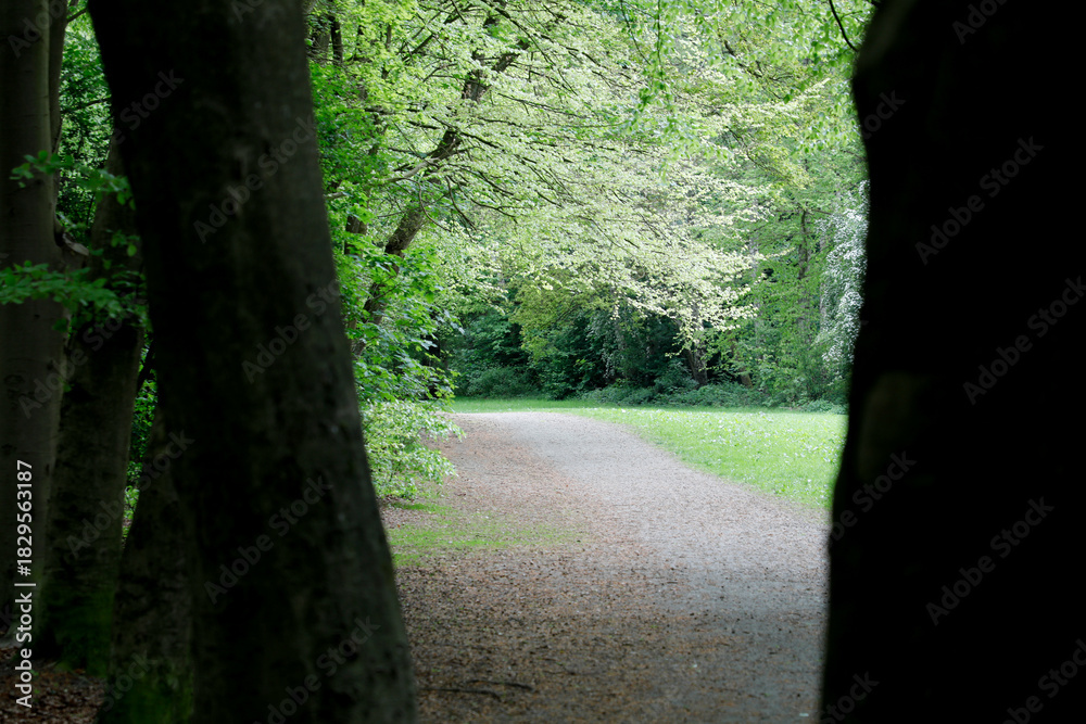 Obraz premium Erholung im Wald im Frühling