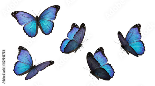 blue flying butterfly png suitable