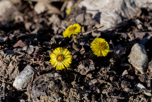 Medicinal plant coltsfoot (Tussilago) with yellow flowers grows close-up