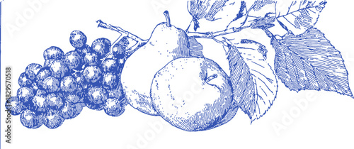 A blue and white drawing of fruit including grapes, apples, and pears. The grapes are in the foreground and the apples. vector illustration