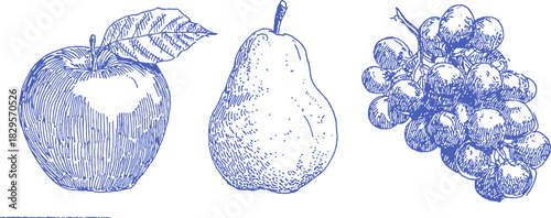 Three different types of fruits: an apple, a pear, and a bunch of grapes. The apple is positioned on the left side of the image. vector illustration
